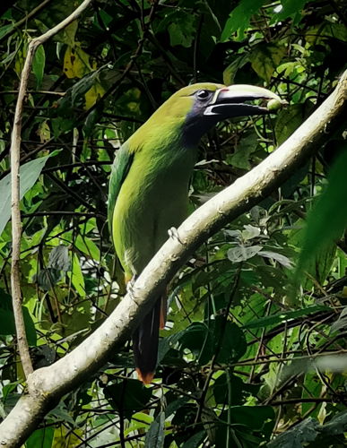 Tucan Esmeralda - Monteverde