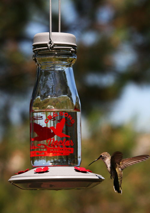 Hummingbird feeder (photo credit Pike Nurseries)