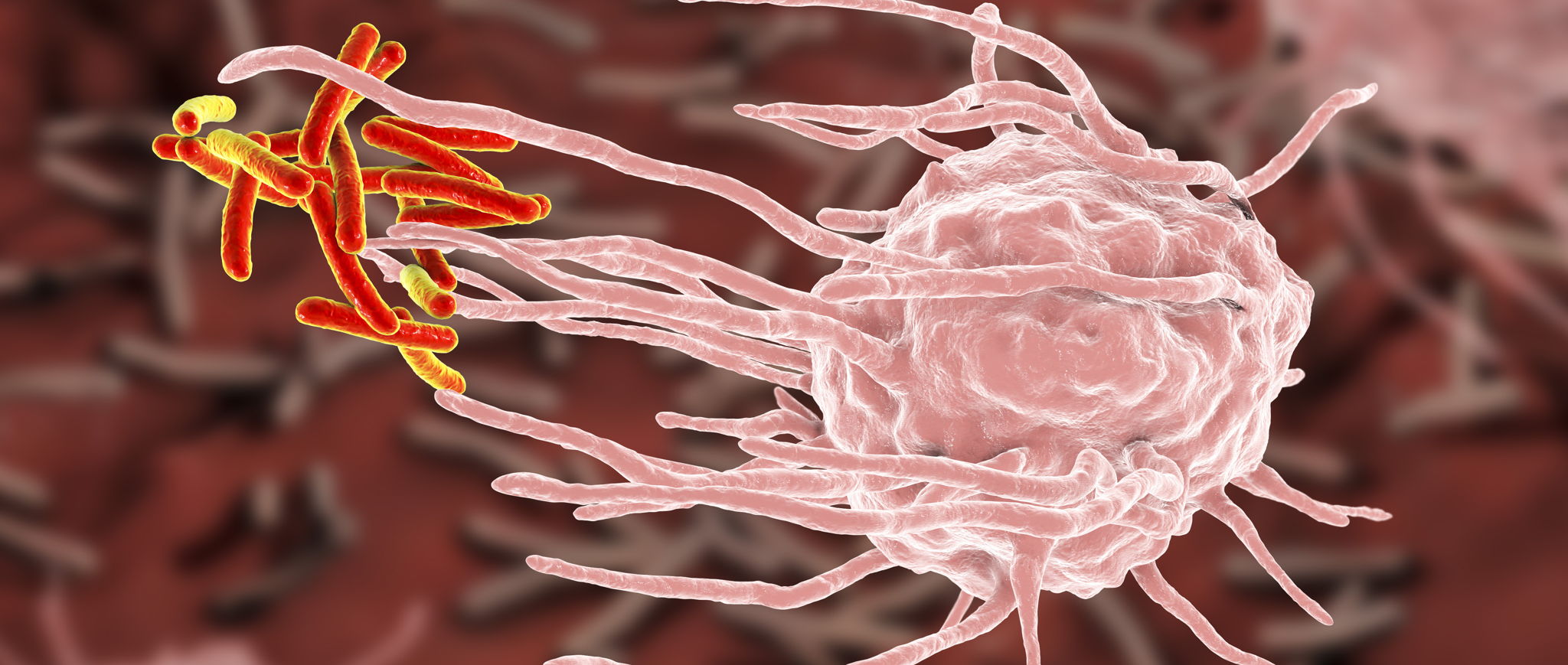 Immuuncel (roze) die bacteriën (rood) 'aanvalt'