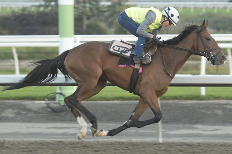 Tito's Calling preparing for the Breeders' Stakes at Woodbine (Michael Burns Photo)