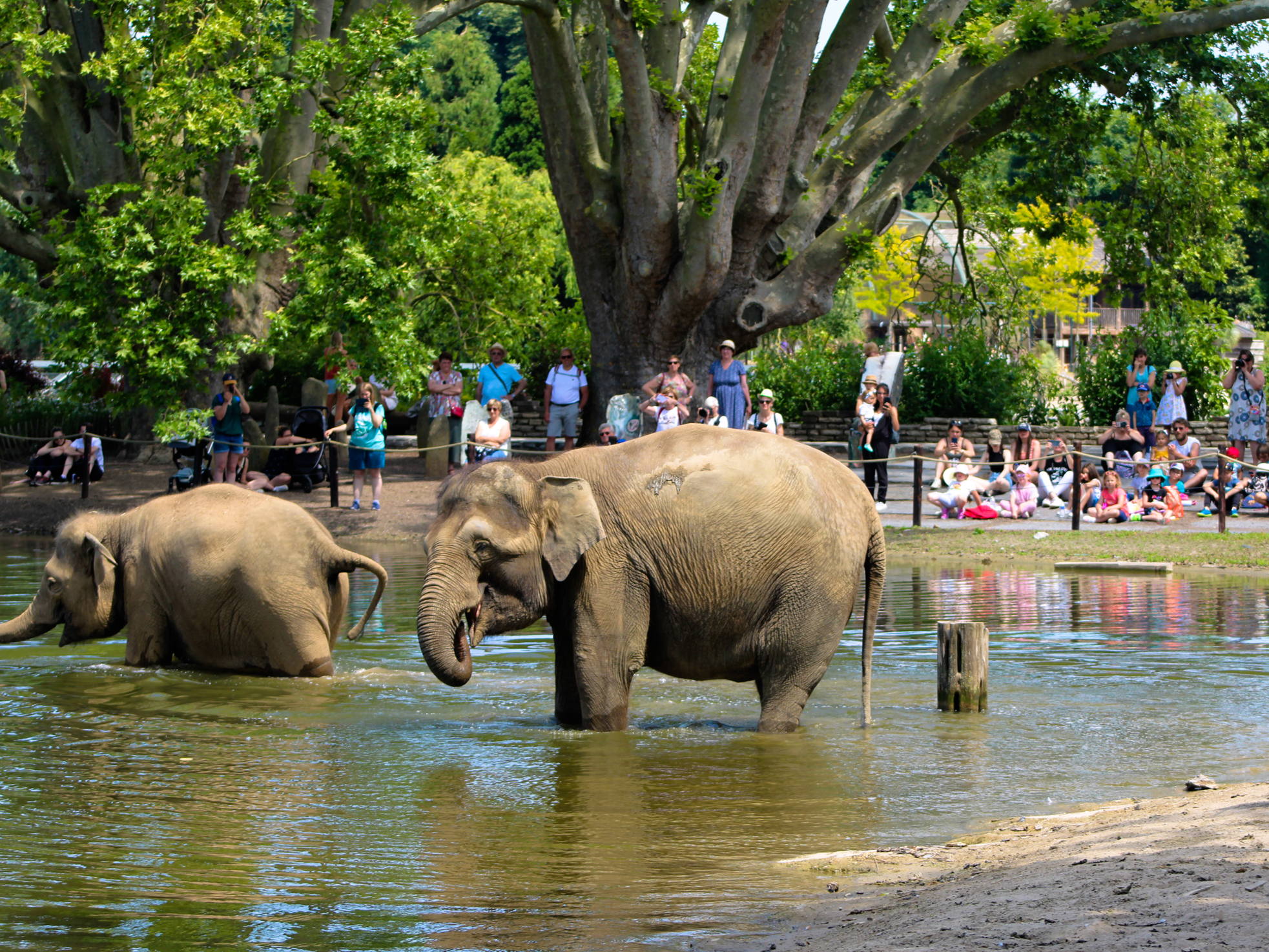 145,2 miljoen Euro impact: Pairi Daiza versterkt de Belgische economie en werkgelegenheid.