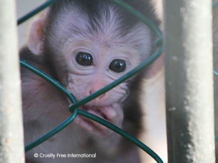 Cruelty Free International_Mauritius monkey farm infant
