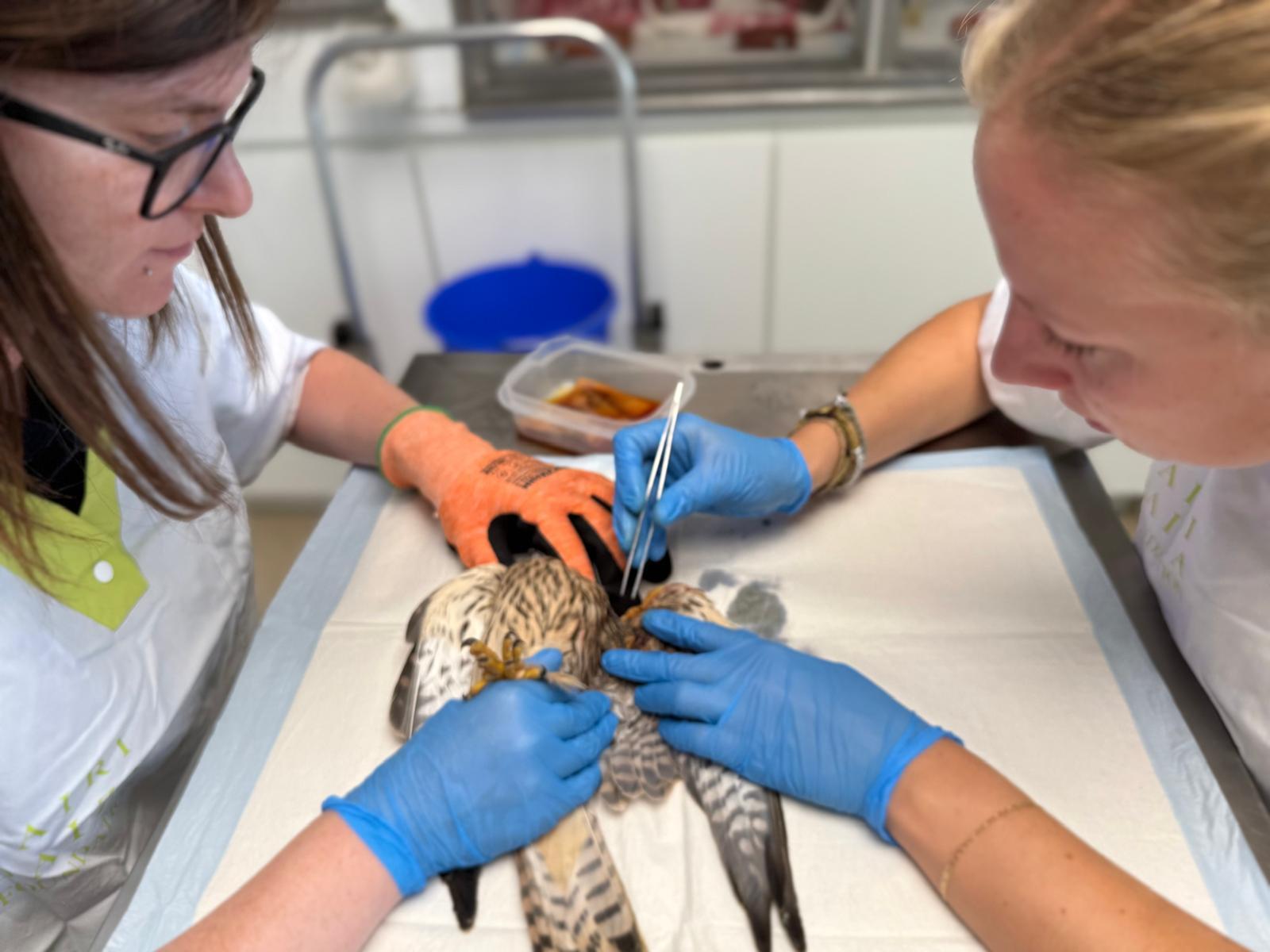 Wilde dieren in België: reeds 112 dieren verzorgd in Pairi Daiza's Géraldine’s Heaven in 2025