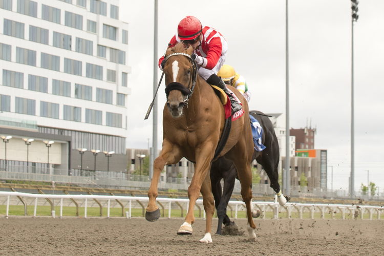 Old Chestnut and jockey Eswan Flores winning the Jacques Cartier Stakes (G3) on May 31, 2025 at Woodbine (Michael Burns Photo)