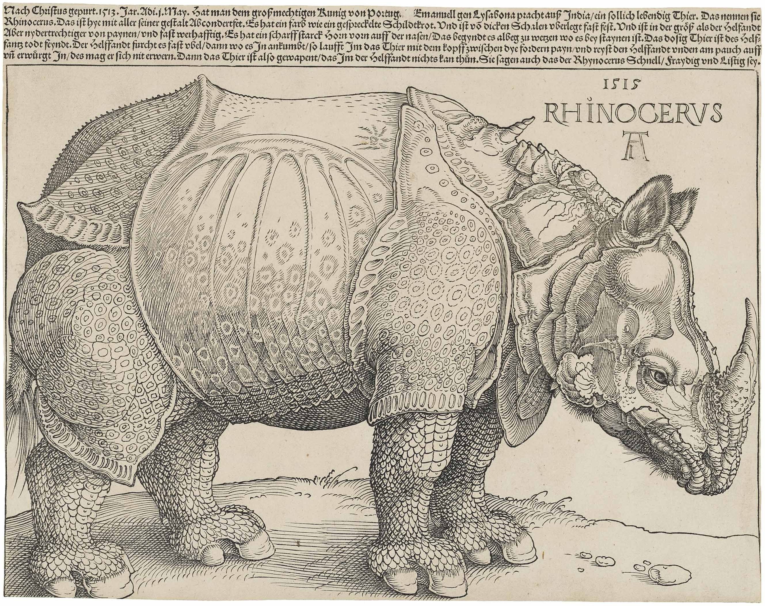 Rhinoceros - Albrecht Dürer