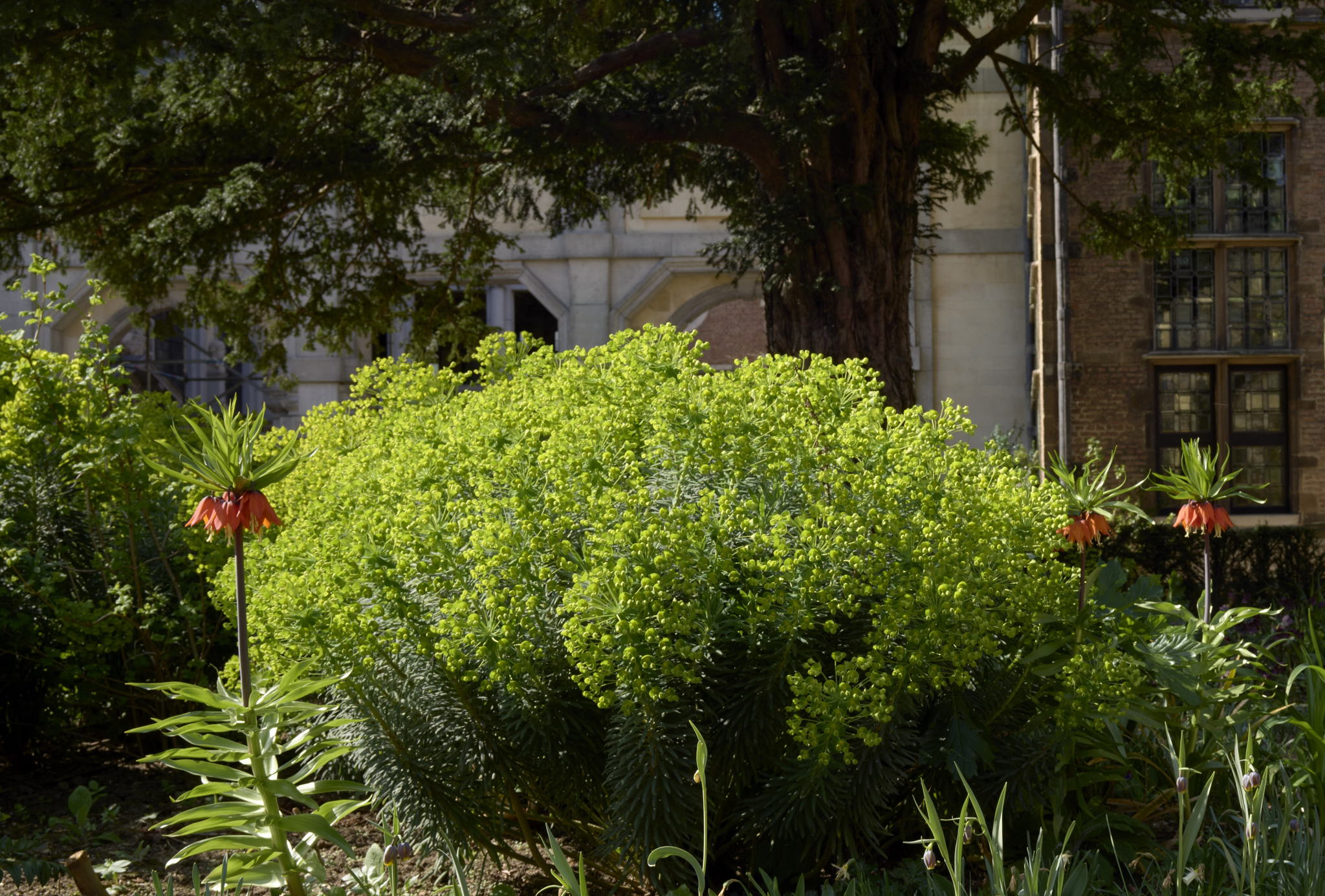Spring in Rubens’ garden