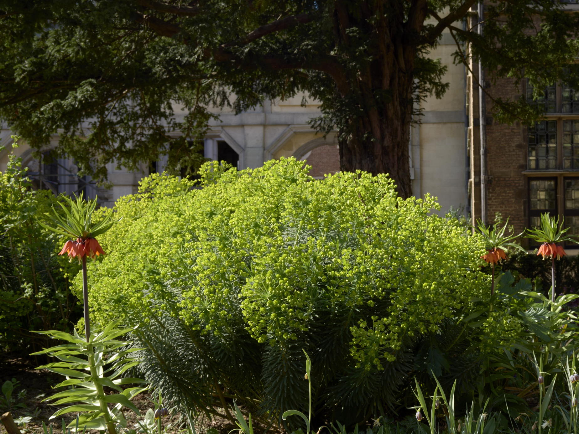 Lente in Rubens' tuin