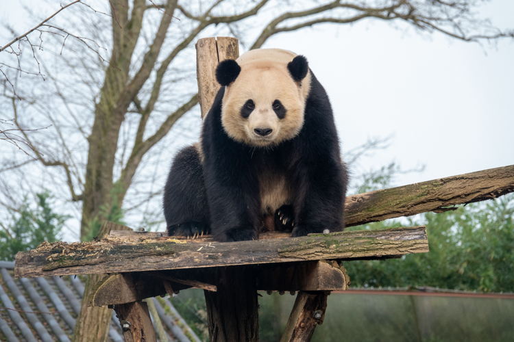 Tia Bao, 2024