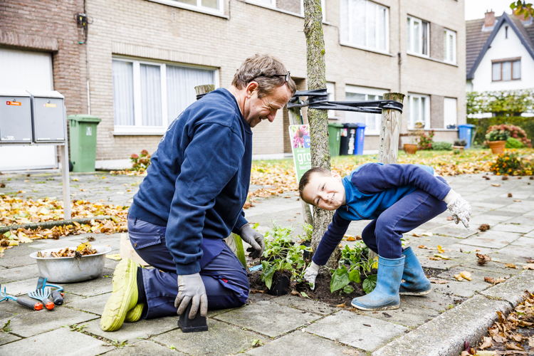 Boomvak met planten