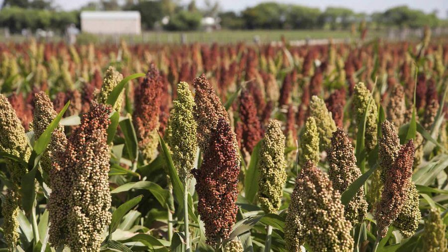 Sorghum is one of the crops less effected by ozone pollution.