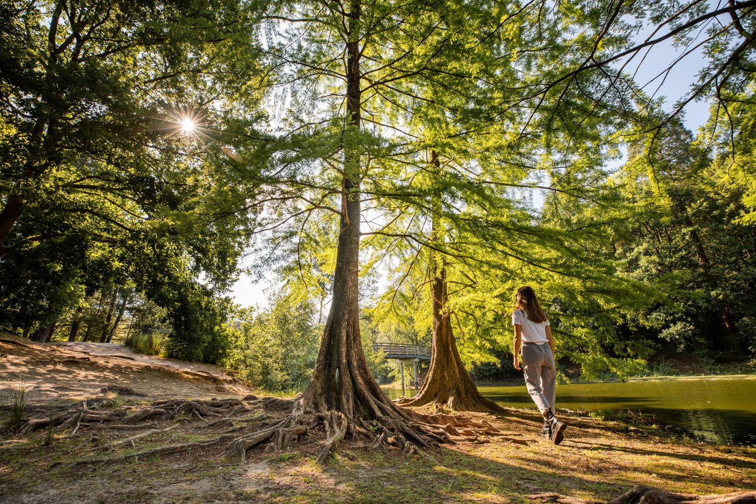 Wandelbos © VisitBrabant