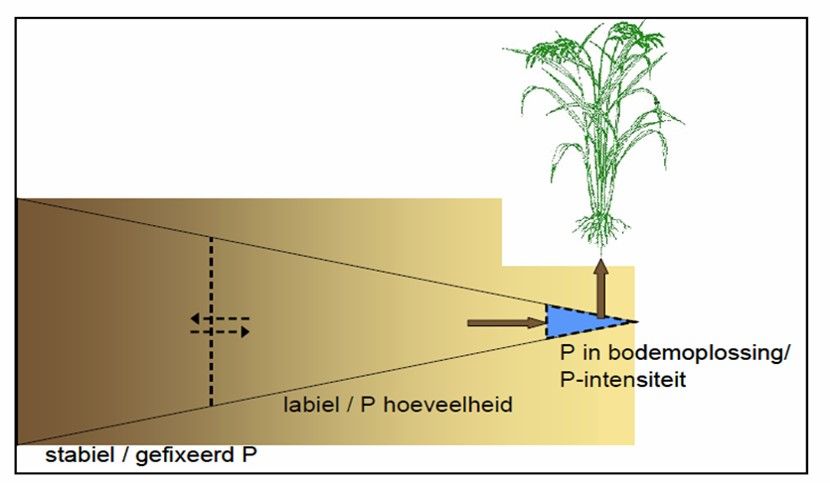 Figuur 1. Schematische voorstelling van de verschillende fosforfracties in de bodem. Enkel de P uit de bodemoplossing is onmiddellijk opneembaar door de gewassen en wordt gevoed door de labiele P-voorraad en door slechts een fractie van de net toegepaste bemesting (uit: Bussink et al. (2011)).