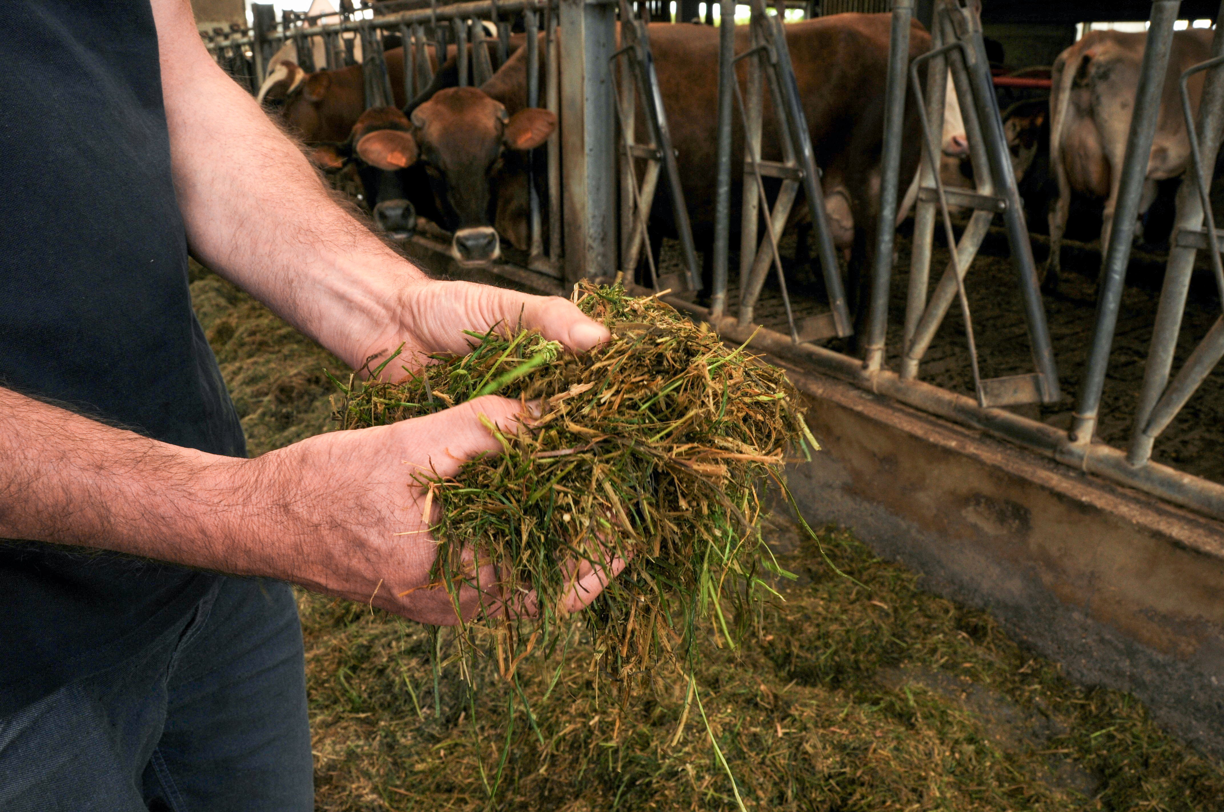 Met dit rantsoen op basis van gras haalt Bauwens goede resultaten zowel qua melkproductie (11.000L) als eiwitten (37g/L) en vetgehalte (43g/L). Daarnaast krijgen de koeien een zelfgemaakt krachtvoermengsel van geplette gerst, lijnschilfers, koolzaadschroot en geëxtrudeerd lijnzaad.