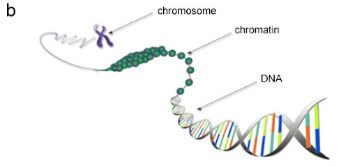 Figure 1. Gene expression (a): The DNA sequence of a gene is copied to make an RNA molecule (transcription), then the RNA sequence is decoded (translated) to build a protein molecule. (b) Inside a cell nucleus, a DNA molecule is packaged by special proteins in chromatin, which makes up a chromosome. Credit: Genetic Code Table, and Diagram of Chromatin from the Wiring Diagram Database