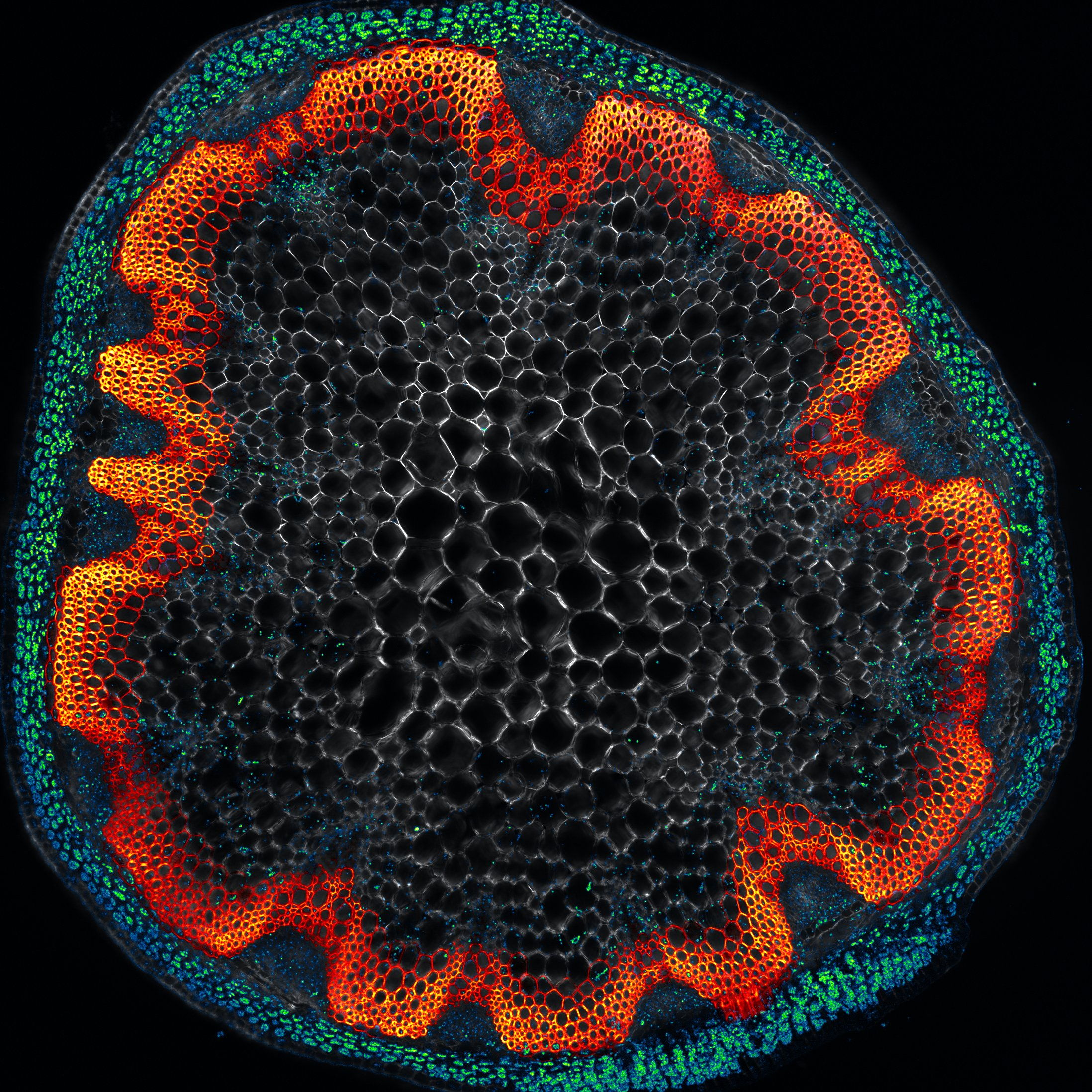 Fluorescence microscope image of an Arabidopsis stem cross-section showing a scopoletin enriched lignin polymer. Chlorophyll (green) is visible in the outer epidermis and mesophyll cells, while the scopoletin-enriched lignin polymer appears in red beneath these layers. This modification allows for a 40% increase in the release of fermentable sugars from the plant, which can then be turned into a variety of products, including biofuels and bioplastics.