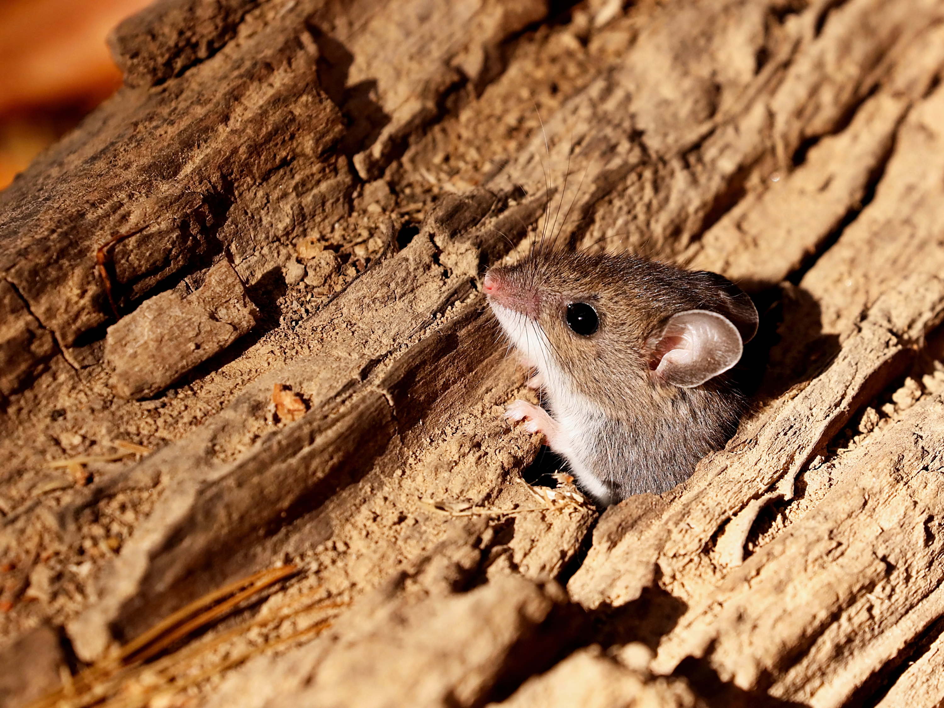 Scientists discover brain switch that controls freeze-or-flight survival instincts