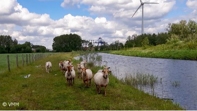 De VMM zet in op ecologisch beheer langs de Avrijevaart via schapenbegrazing