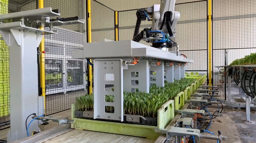 Robot arm to put one tray of plants from one conveyor to another