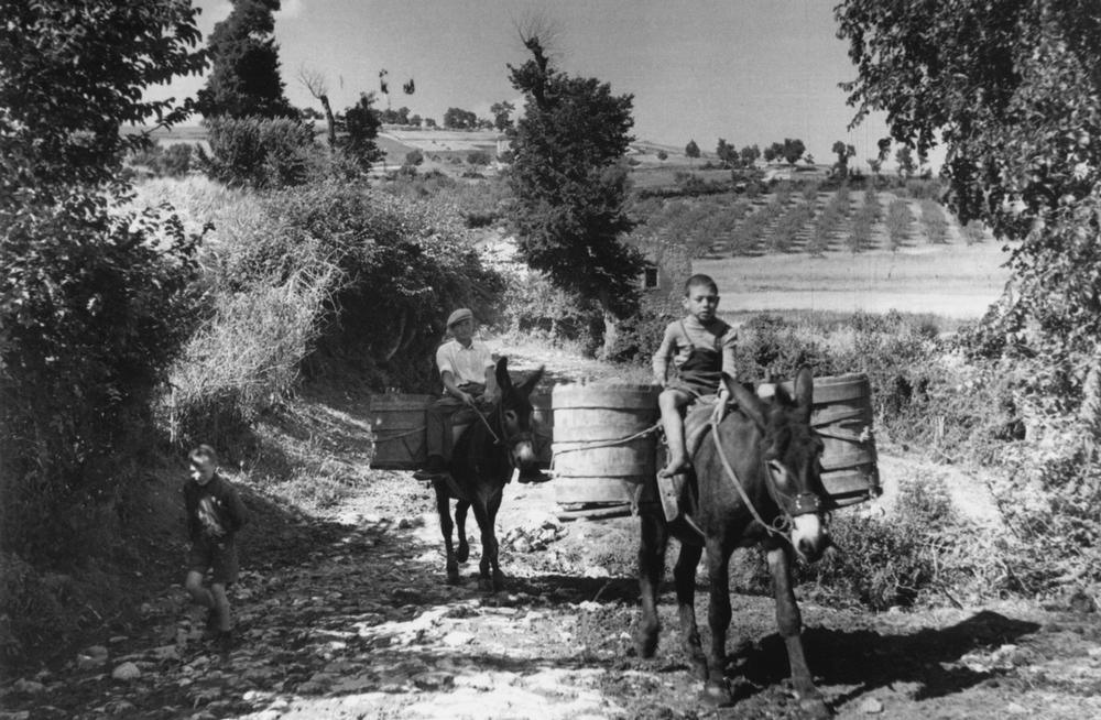Gathering grapes in S.Italy / Photo 1946 AKG186694 Low Res Gathering grapes in S.Italy / Photo 1946 AKG186694 Low Res