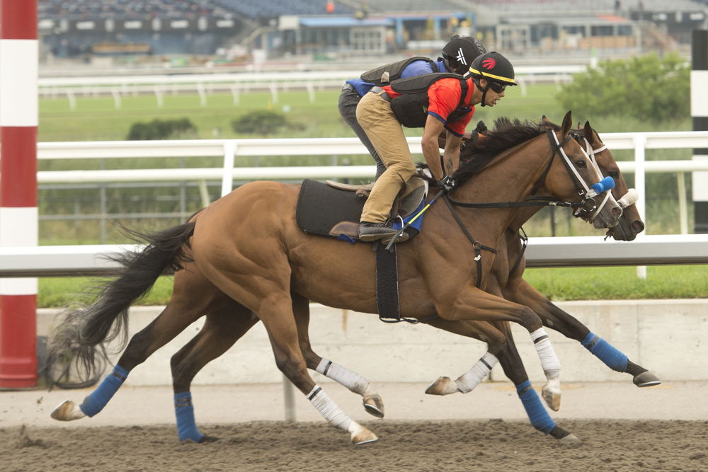 Thor's Cause training at Woodbine (Michael Burns Photo)