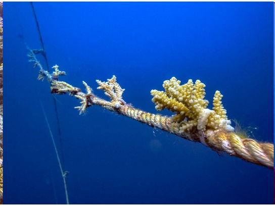 Nova Maldives Enhances Coral Restoration Efforts with Innovative Floating Nursery