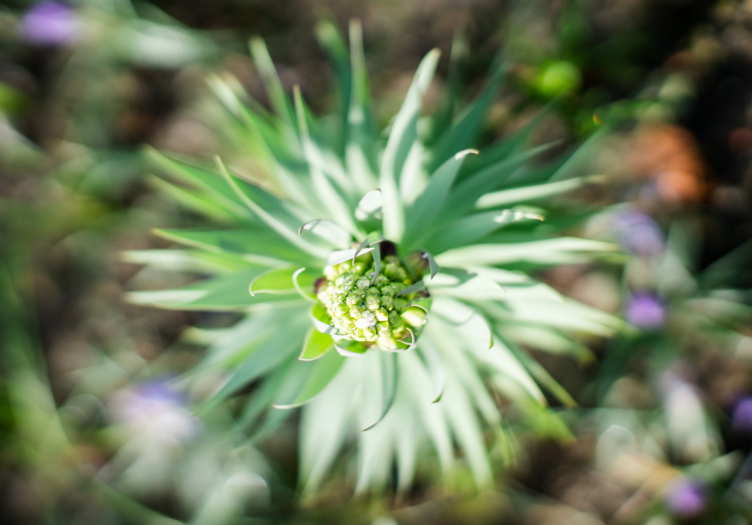 Tuin Rubenshuis (detailbeeld), foto Frederik Beyers 