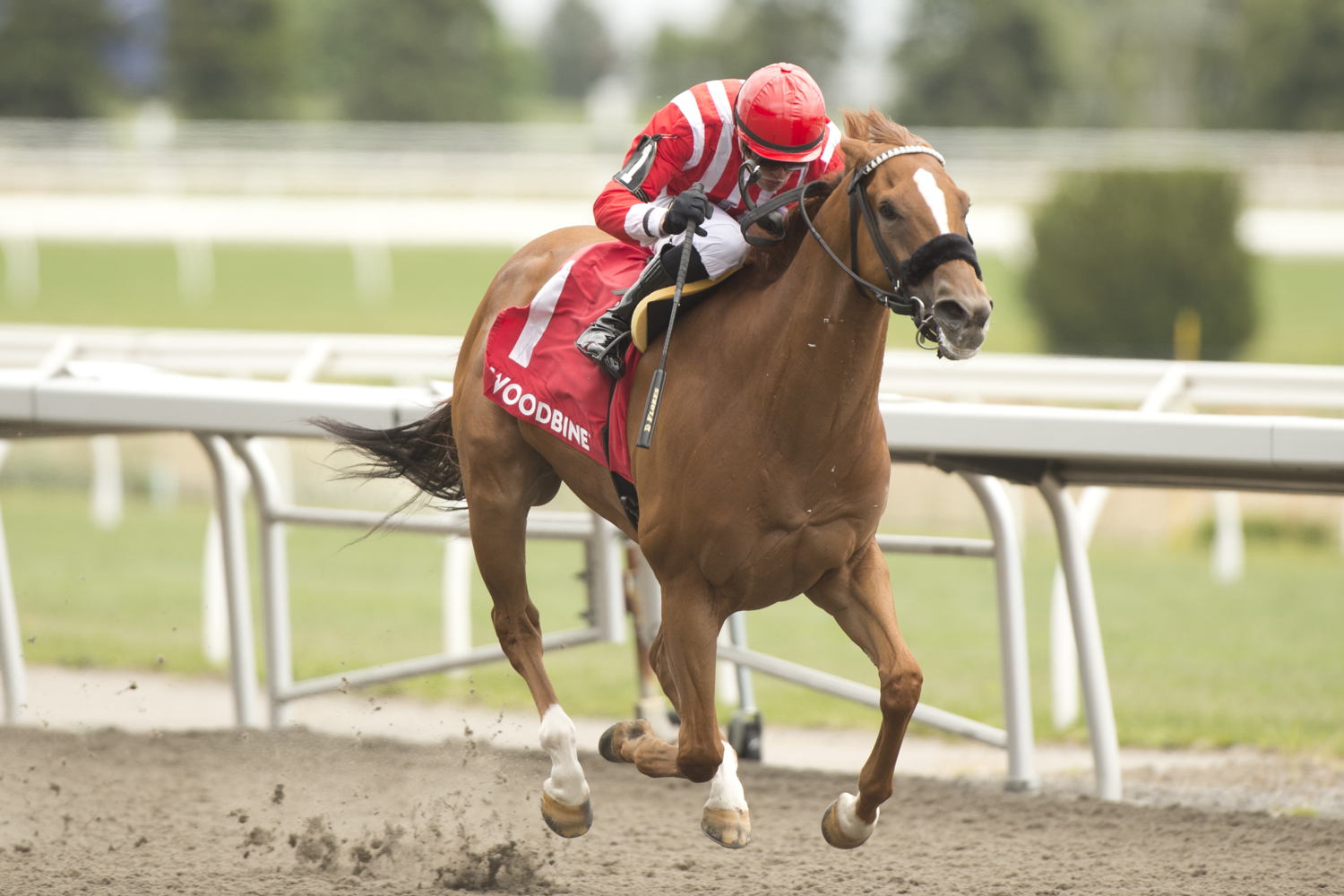 Old Chestnut and jockey Eswan Flores winning the Jacques Cartier Stakes (G3) on May 31, 2025 at Woodbine (Michael Burns Photo)