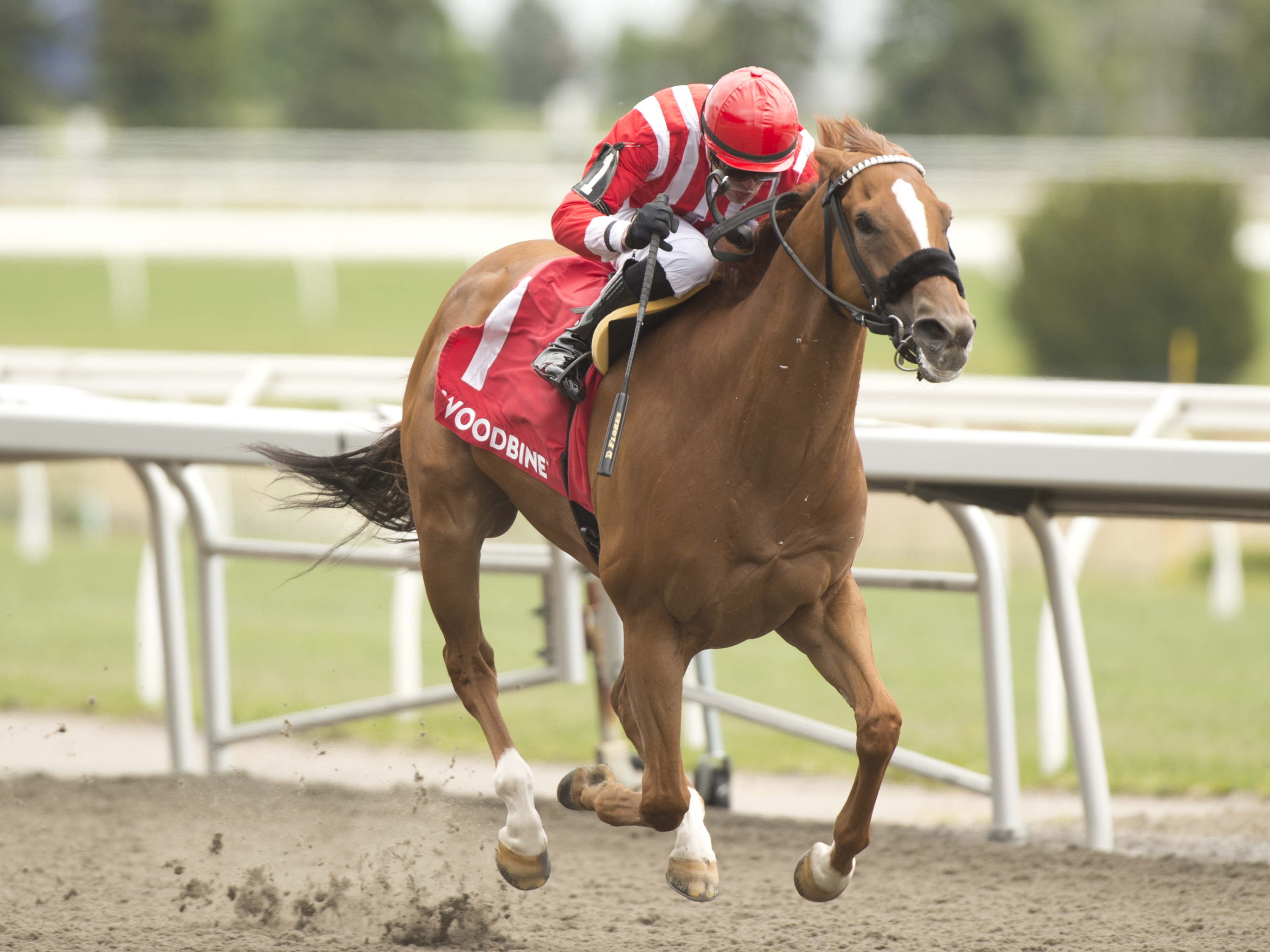 Vintage performance from Old Chestnut in G3 Jacques Cartier