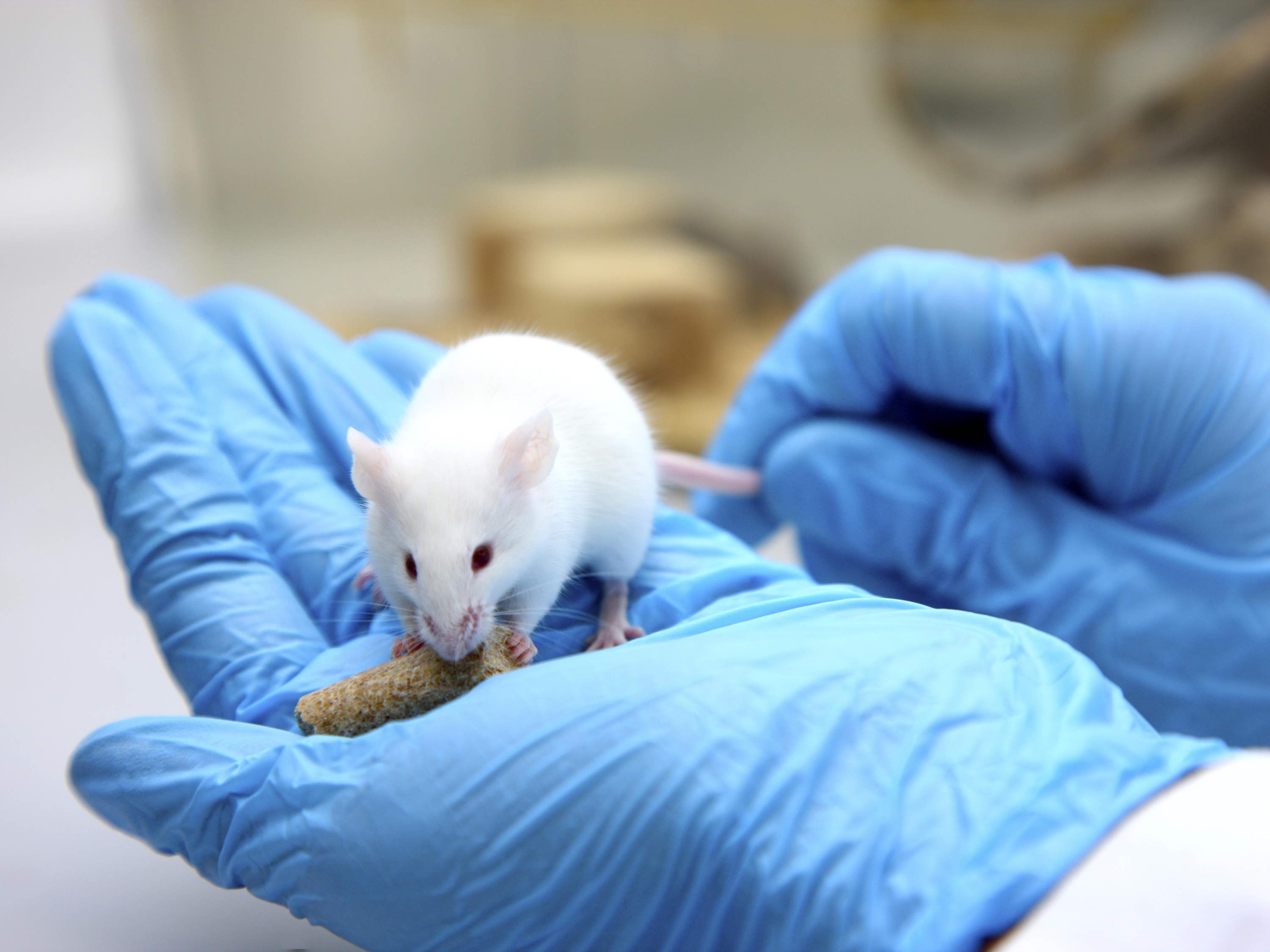 Combination of vitamin B1 and glucose halts fatal sepsis reaction in mice