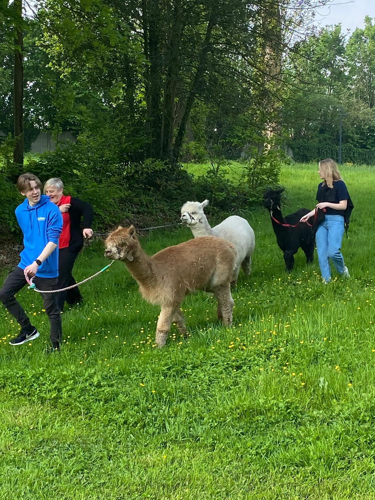 Alpaca's op hogeschool Odisee campus Dilbeek