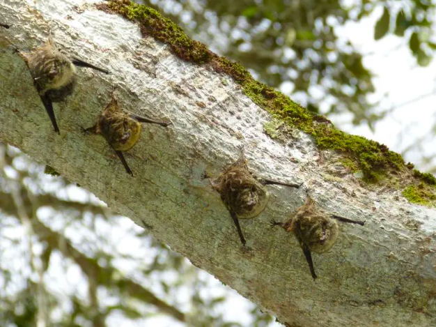 vleermuizen Faunawatch
