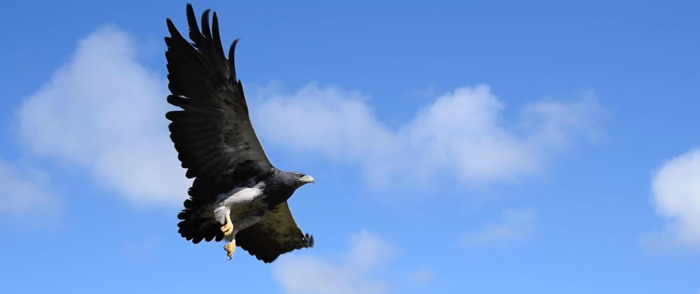 Tras dos años de rehabilitación, un águila mora víctima del mascotismo volvió a volar