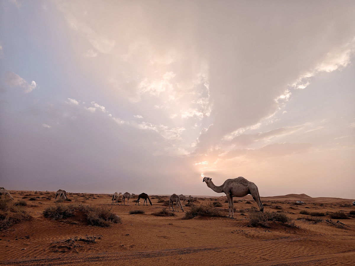 The desert and camels on a rainy day in Gassim region
