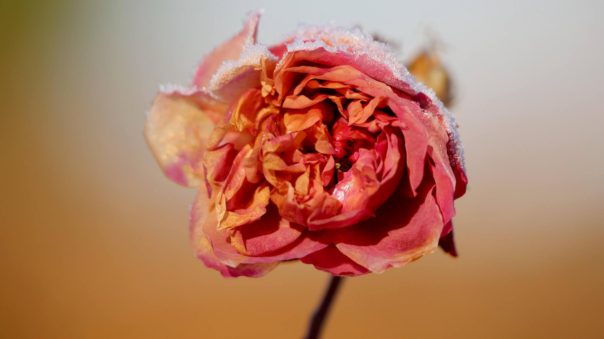 VUB-onderzoek naar euthanasiedebat bekroond