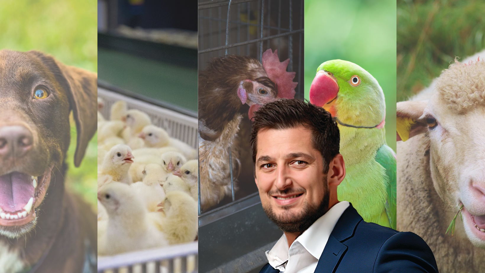 Avancées wallonnes sur le bien-être animal : les abattages à domicile, le gazage des poussins et les marchés d’animaux interdits, sanctions alourdies en cas d’infractions