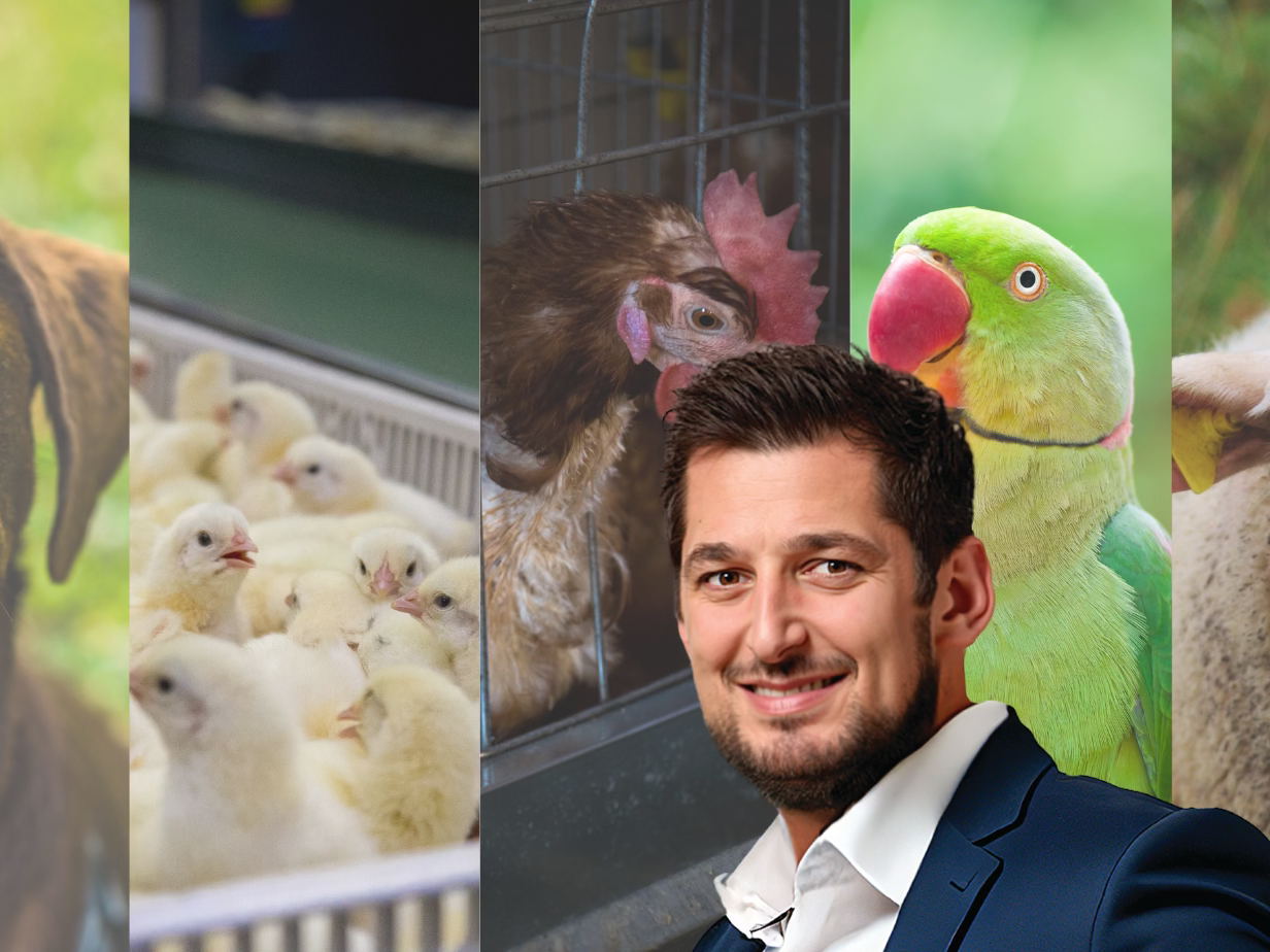 Avancées wallonnes sur le bien-être animal : les abattages à domicile, le gazage des poussins et les marchés d’animaux interdits, sanctions alourdies en cas d’infractions