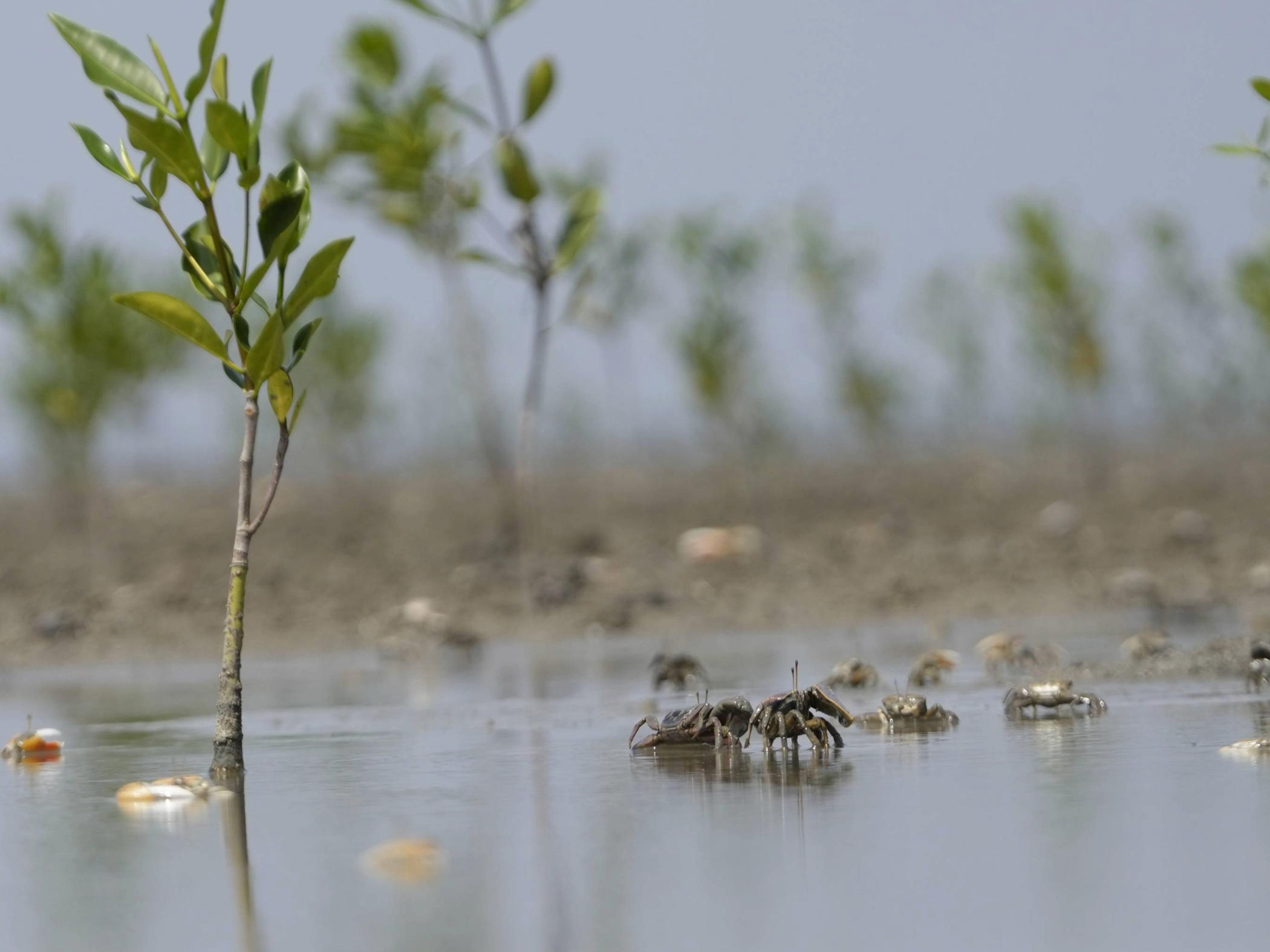 Flemish-led mangrove island in Ecuador shows rapid growth