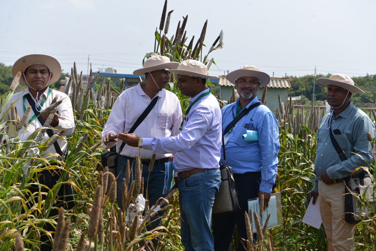 Scientists select breeding material from 17,000 plots made available at ICRISAT. 