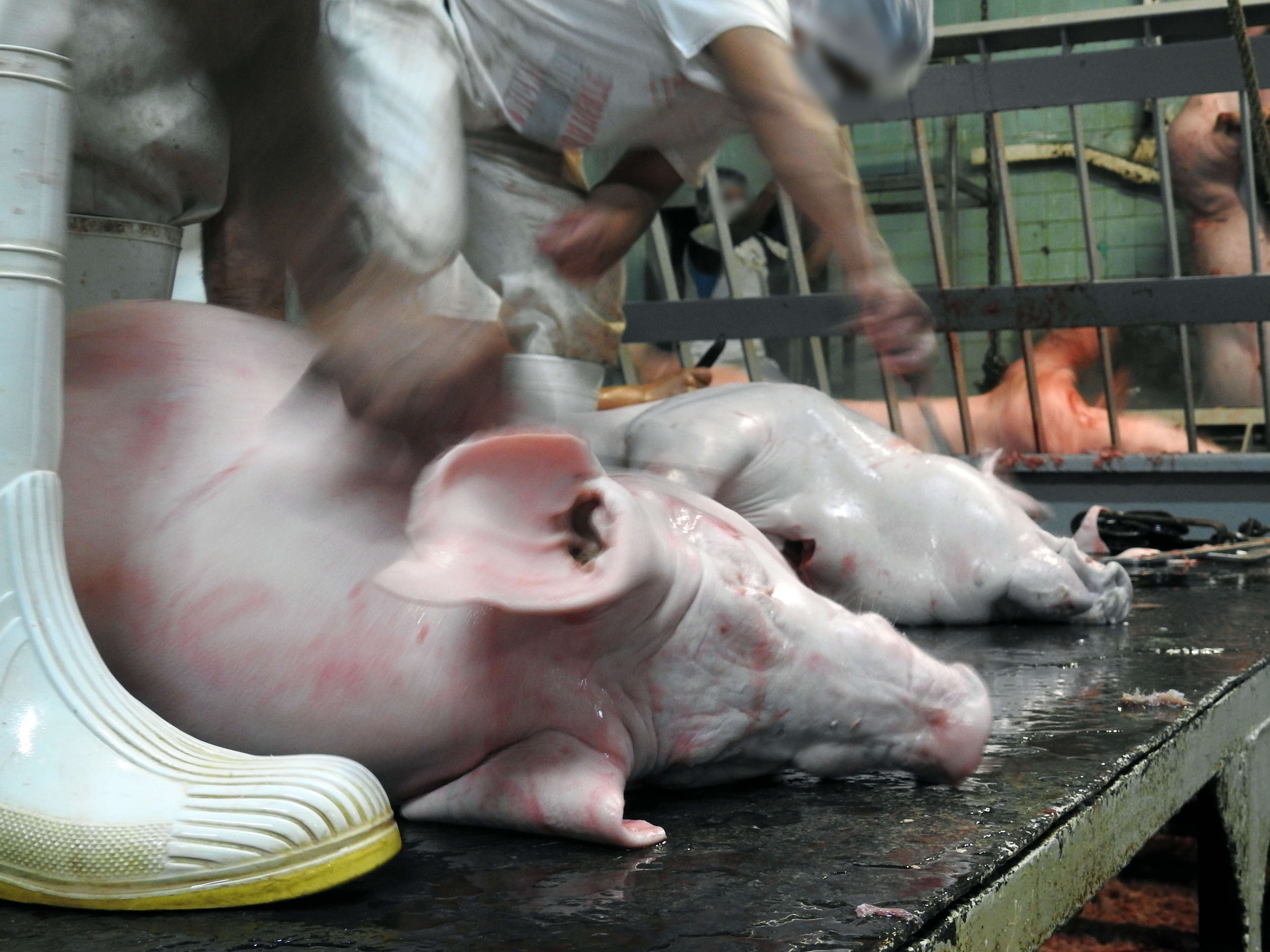 Mercy for Animals pide hoy al Congreso a poner fin a la crueldad animal