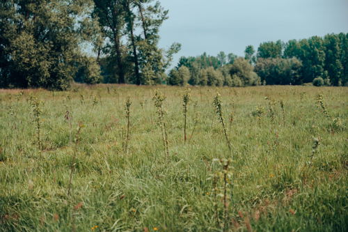 Jeune forêt plantée en Belgique