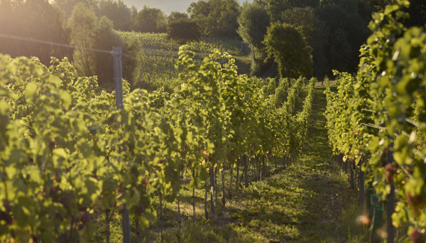 Preview: Colruyt Group presents first Belgian wine from own vineyard 