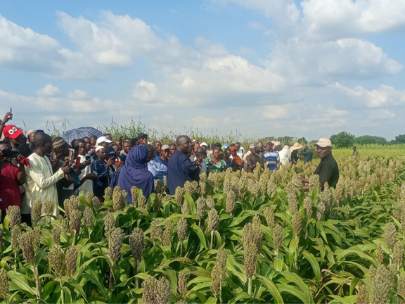 Small Stature, Big Impact: How SAMSORG 52 is Redefining Sorghum Farming in Nigeria    