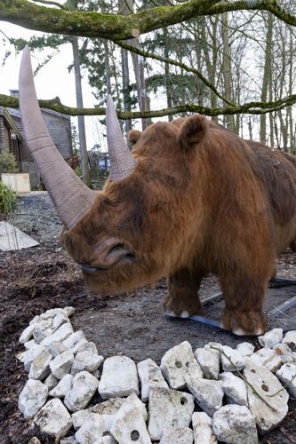 Rhinocéros laineux