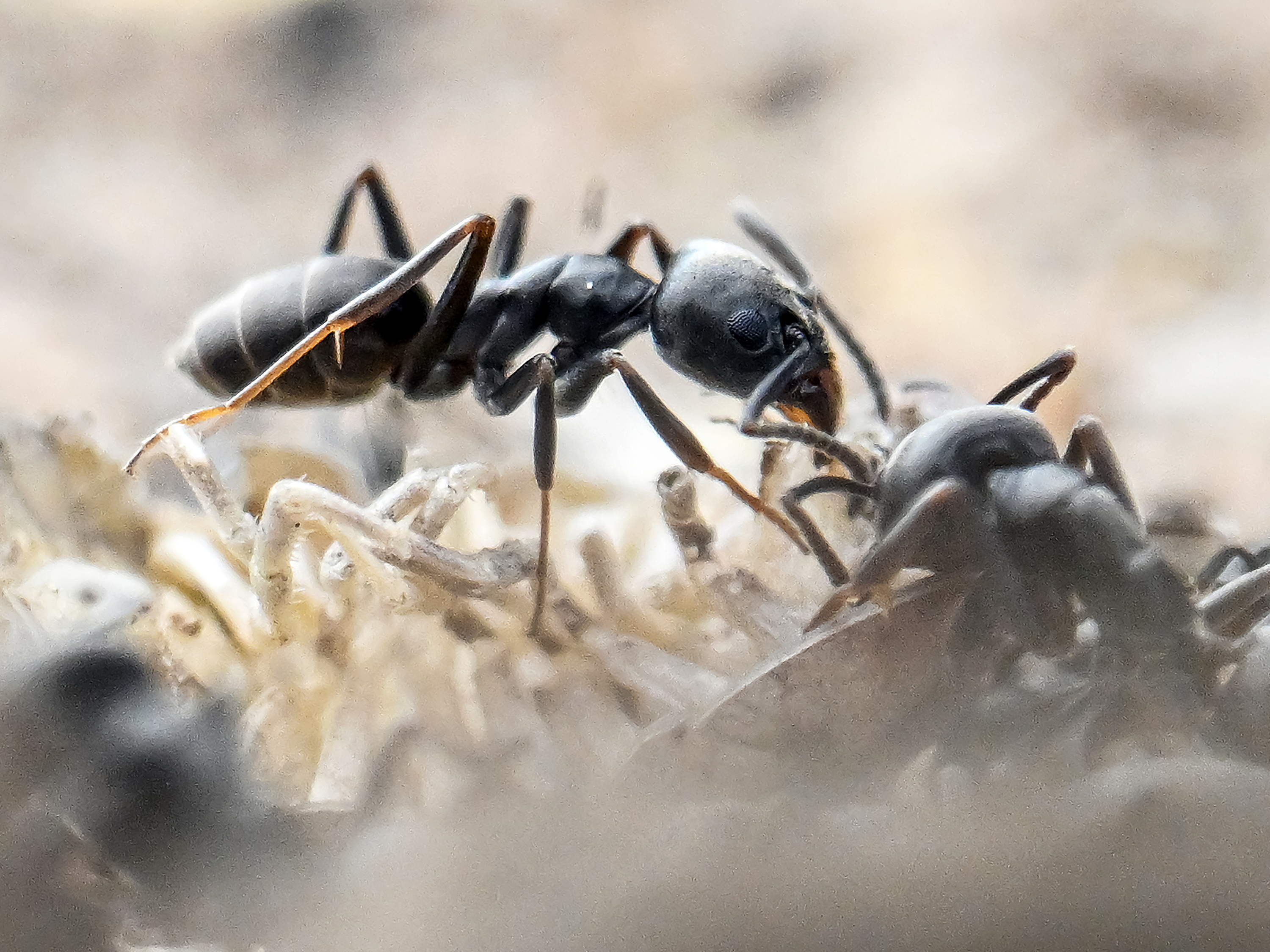 Two Belgians arrested in Kenya for smuggling 5,000 live ants 