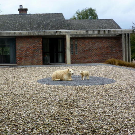 Schapen op een versteend eiland (Lummen)