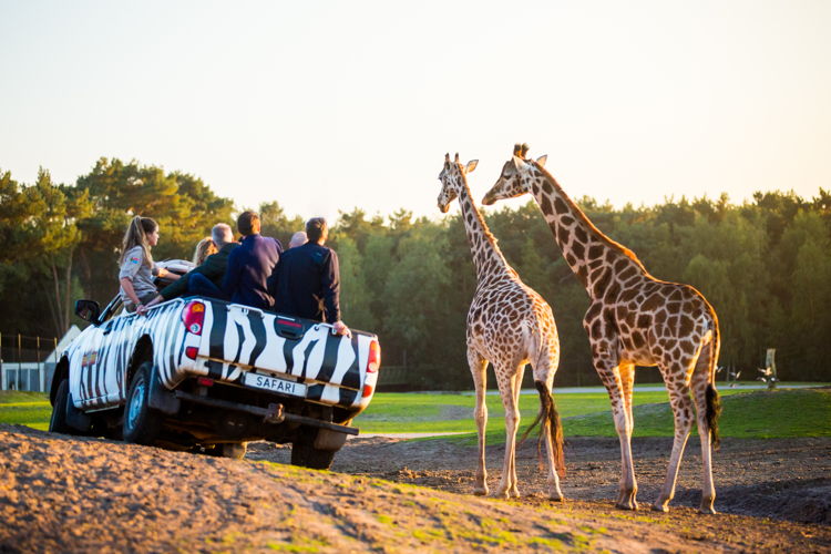 Beekse Bergen Jeepsafari (c) Visit Brabant