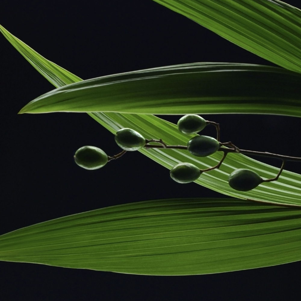 Aveda_bcorpxaveda_5