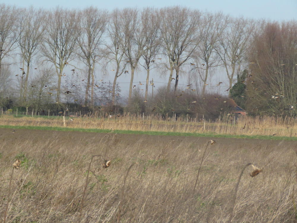 Vink en kneu op faunavoedselgewas - ©VLM,Ward De Groote
