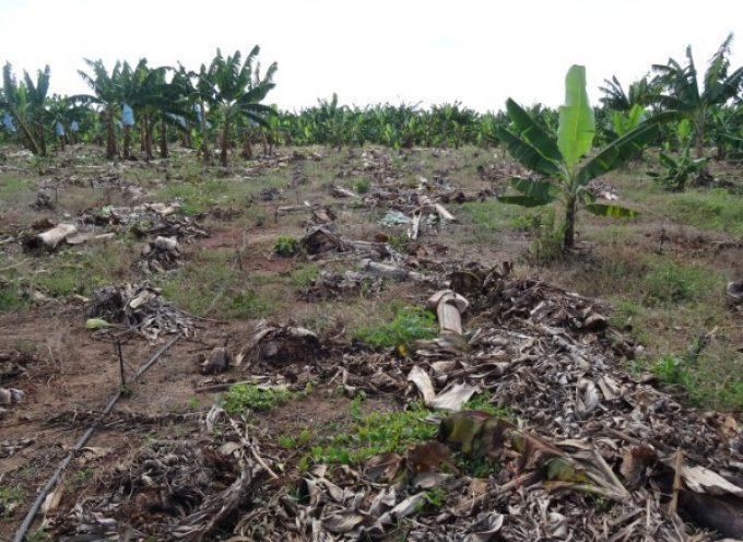 Banana Plantation affected by the fungus