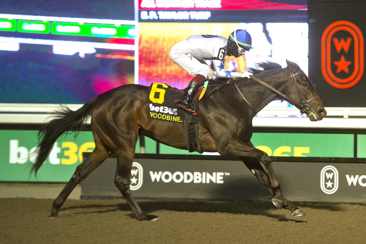 He’s Not Joking winning the Grade 3 Grey Stakes. (Michael Burns Photo)